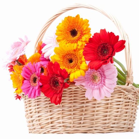 Sending Flowers To Chandigarh